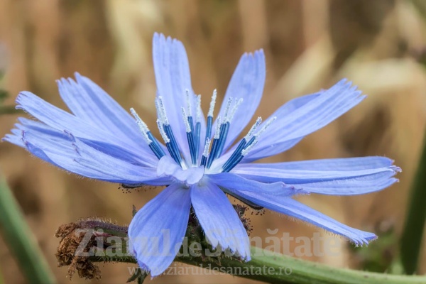 Beneficiile uimitoare ale inulinei
