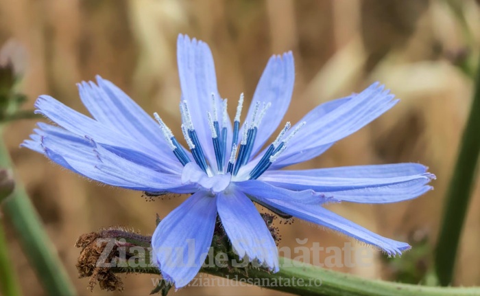 Beneficiile uimitoare ale inulinei