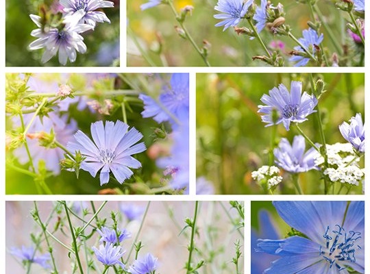 Inulina reglează nivelul glicemiei în diabet