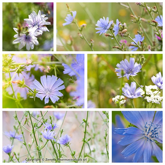 Inulina reglează nivelul glicemiei în diabet