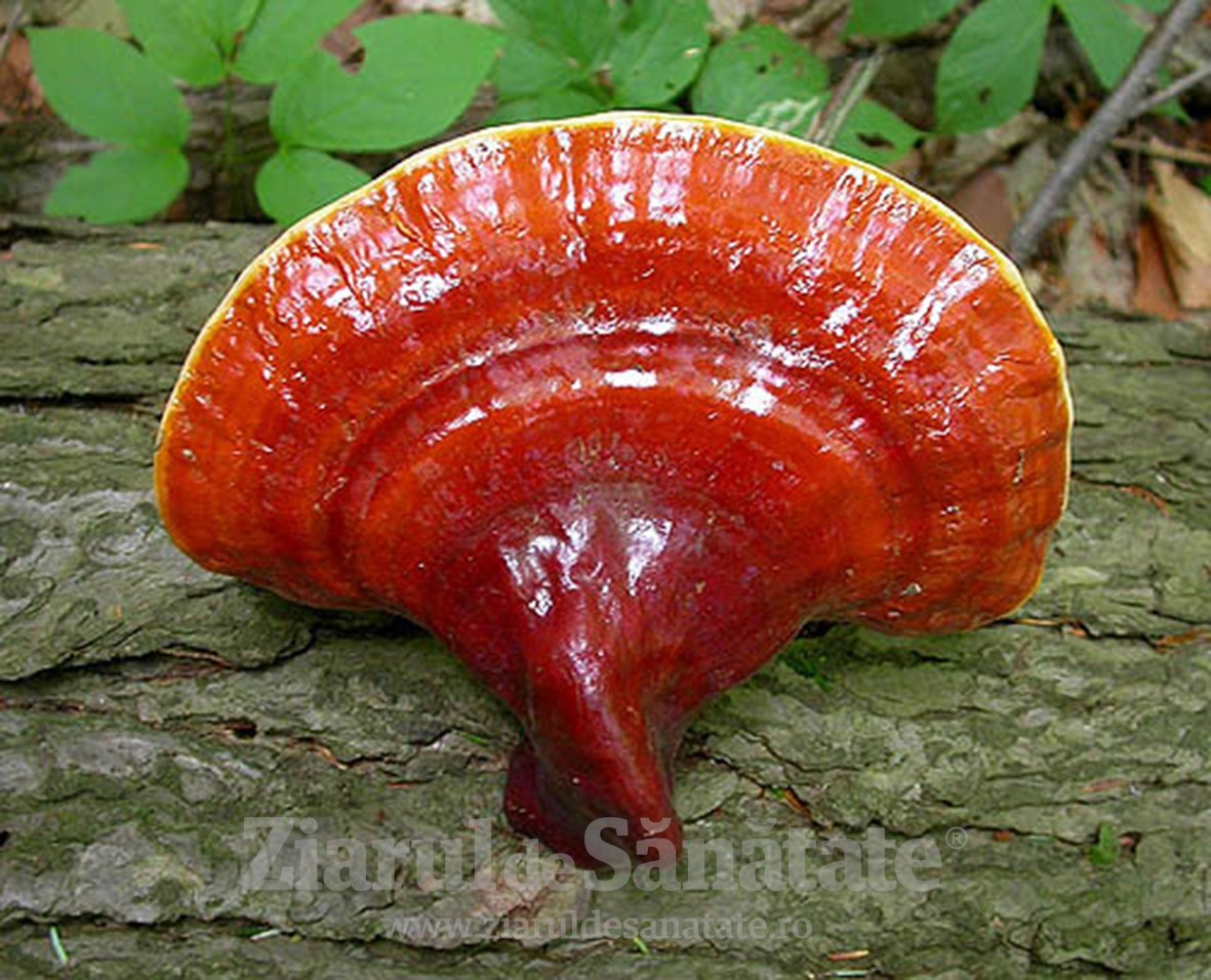 8 motive să consumi ciuperca Ganoderma