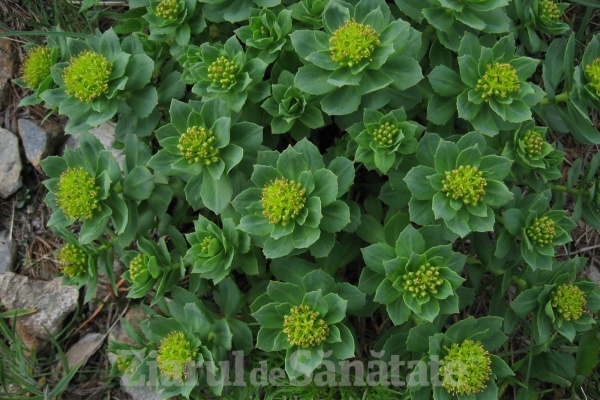 Rhodiola – „rădăcina de aur“ care îți redă energia și vitalitatea