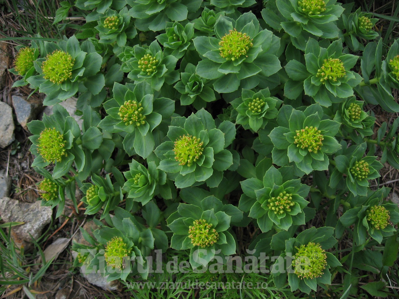 Rhodiola – „rădăcina de aur“ care îți redă energia și vitalitatea