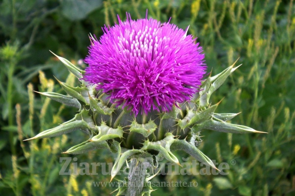 Armurariul îți detoxifică ficatul și susține regenerarea celulară