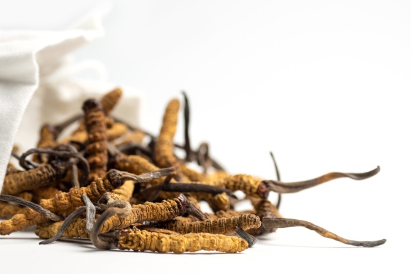6 beneficii ale Cordyceps – ciuperca omidă utilizată de vechii tibetani