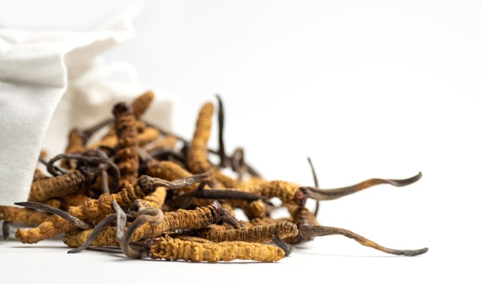 6 beneficii ale Cordyceps – ciuperca omidă utilizată de vechii tibetani